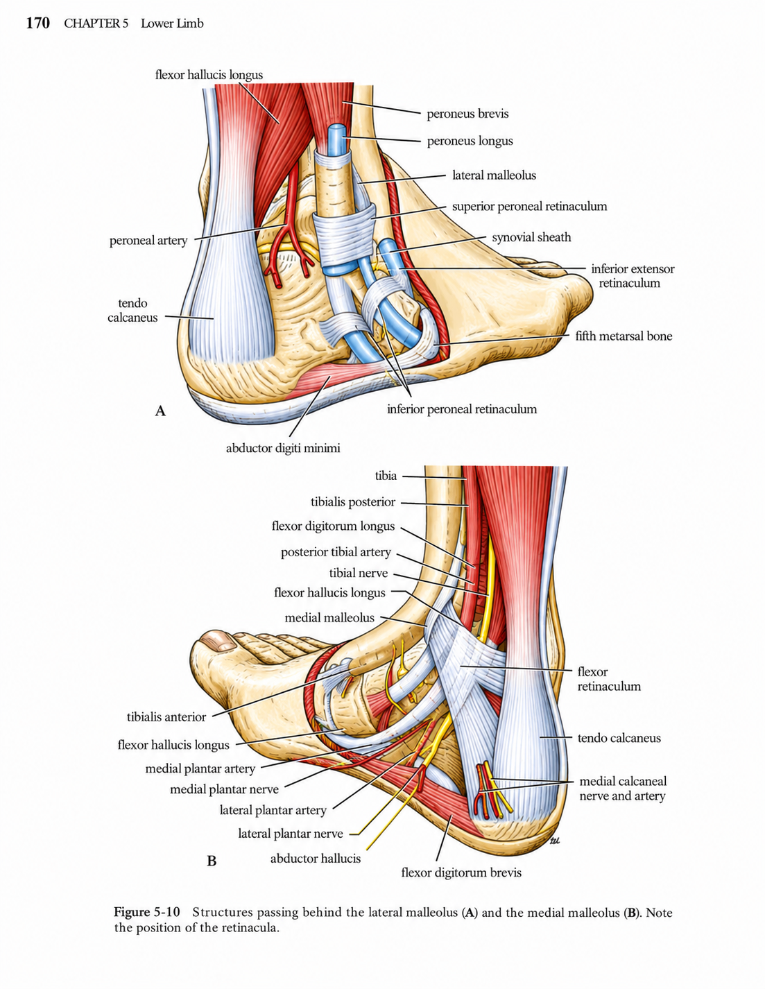 Snell Clinical Anatomy An Illustrated Review with Questions and Explanations Edition 2026-27 Premium Full Colour Mate Paper Print Javed Books