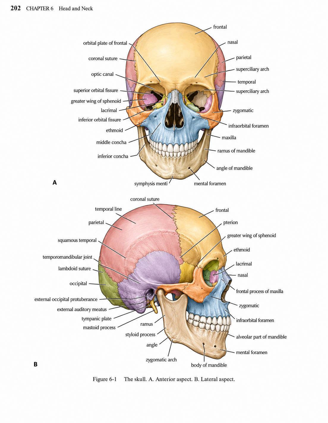 Snell Clinical Anatomy An Illustrated Review with Questions and Explanations Edition 2026-27 Premium Full Colour Mate Paper Print Javed Books