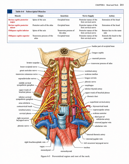 Snell Clinical Anatomy An Illustrated Review with Questions and Explanations Edition 2026-27 Premium Full Colour Mate Paper Print Javed Books